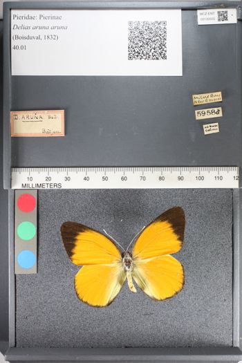 Media type: image;   Entomology 130555